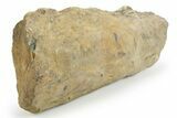 Pennsylvanian Fossil Scale Tree Section - Kentucky #252442-1